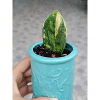 ราคา กวักด่าง​ กวักมรกตด่าง​ ต้นไม้ด่าง​ ได้สินค้าแบบในรูปพร้อมกระถาง​ กวักด่างติดราก (24495204820)