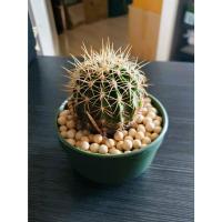 ราคา เมโล หนามตะกร้อ : MELOCACTUS DAWNSONII แคสตัส (22175307248)
