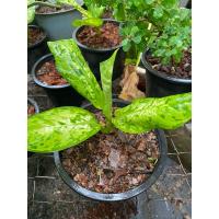 ราคา ต้นกระทุงกิตติศักดิ์เศรษฐีเรือนทอง (26156760974)