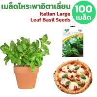 ราคา [ 100เมล็ด] เมล็ดโหระพาอิตาลี เมล็ดพันธุ์ โหระพาใบใหญ่ อิตาเลี่ยน เบซิลใบใหญ่ โหระพาฝรั่ง Large Leaf Italian Basil seeds (10918478482)