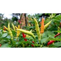 ราคา ต้นกล้า พริกเดือยไก่ต้นกล้า พริกเดือยไก่ พริกกลิ่นหอม เป็นที่นิยมของตลาด ขายได้ราคาดี พริกสายพันธุ์ดก ต้นสูงใหญ่ อายุยืน (21224701471)