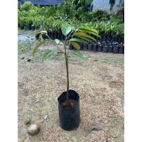 ราคา ต้นทุเรียนก้านยาวชุมพร (16568392318)