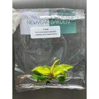 ราคา ไม้เนื้อเยื่อ: ฟิโลเดนดรอนมาร์มาเลดส้ม: Philodendron Orange Marmalade Tissue Culture (1 plant/bag) (43172518769)