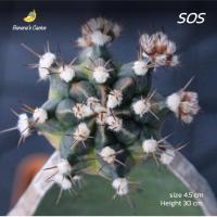 ราคา ยิมโน sos (son of sepia) เอสโอเอส กราฟตอสามเหลี่ยม (gymnocalycium) (กระบองเพชร ไม้กราฟ) (21802843346)
