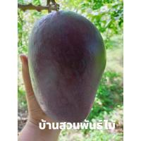 ราคา ต้นมะม่วงน้ำดอกไม้สีม่วง ต้นเสียบยอด1.5เมตร (25119729510)