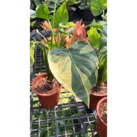 ราคา นางกวักใบโพธิ์/ว่านกวักศรีมหาโพธิ์/ว่านทรหด/ว่านเศรษฐีใบโพธิ์ (25007912053)