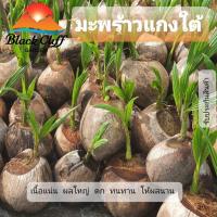 ราคา มะพร้าวแกง ผักและผลไม้ พันธุ์ชุมพร 3 ปีเป็นต้นเตี้ย วิสาหกิจชุมชน สวนเขาหมาก (6656730664)