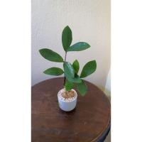 ราคา กวักมรกตสีเขียว ส่งพร้อมกระถางเซรามิกขนาด 2 นิ้ว (3155800489)