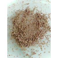 ราคา เมล็ดแคคตัส เมล็ดยิมโน เมล็ดกระบองเพชร (9054750719)