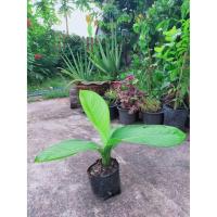 ราคา ✌เศรษฐีวิลสัน เศรษฐีวินสัน ต้นไม้แห่งโชคลาภ (สินค้าพร้อมส่ง) (6341763643)