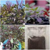 ราคา เมล็ด กระเพราแดง กลิ่นหอมฉุนแรงกว่ากระเพราขาว ชุดละ 2000+++ เมล็ด (9112689164)