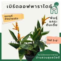 ราคา ต้นเบิร์ดออฟพาราไดซ์ หรือ ต้นปักษาสวรรค์ (แคระ) (14479670451)