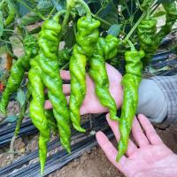 ราคา เมล็ดพันธุ์ พริกไทยเกลียว บรรจุ 50เมล็ด เมล็ดพันธุ์พริก (26008921329)