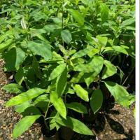 ราคา ต้นกล้าอโวคาโดแฮซ เพาะเมล็ด อะโวคาโด พันธุ์แฮส (7845745708)