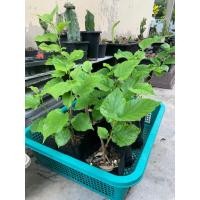 ราคา ต้นหม่อน มัลเบอรี่ (mulberry) (29120074275)