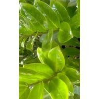 ราคา ต้นกวักมรกต ไม้มงคล ฟอกอากาศ (18281943480)