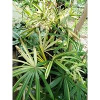 ราคา จั๋งด่างไซส์ใหญ่ พร้อมโชว์ (7688212523)