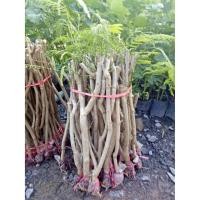 ราคา ชะอมไร้หนาม7กิ่ง99บ.ไร้หนามหมายถึงหนามน้อย (6127630912)