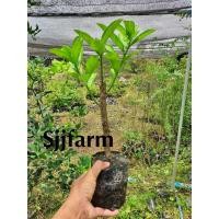 ราคา ต้นพันธุ์มะนาวหวานยักษ์ ต้นกล้ามะนาวหวานยักษ์ (มะนาวเนื้อ) ผลใหญ่ๆ แปลกหาทานยาก ต้นกล้าสูง20-25ซม. หอมอร่อย (11996847313)