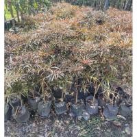 ราคา ต้นหูกระจงแดง ถุงเพาะ 6 นิ้ว ต้นสูง 40-60 ซม (26374194844)