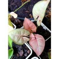 ราคา ออมชมพู ต้นออมน่ารักที่กำลังนิยม (11409563593)