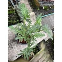 ราคา ต้นซานาดูในกระถางพร้อมตั้ง 11 นิ้ว ต้นซานาดู เป็นต้นไม้ในตระกูลฟิโลเดนดรอน มีจุดเด่นที่ใบทรงมินิมอล (12088771959)