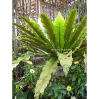 ราคา เฟิร์นข้าหลวง, ต้นเฟิร์น, ไม้มงคล (27541420627)