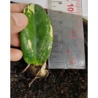 ราคา กวักแคระด่าง​ กวักมรกตแคระด่าง (26802333684)