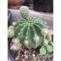 ราคา อิชินอปซิส ไฮบริด Echinopsis sudenudata (11929568284)