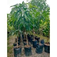 ราคา ต้นมะม่วงอกร่องพิกุลทอง ต้นเสียบยอด1.5เมตร (23365268114)