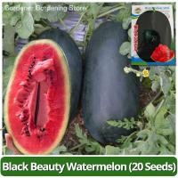 ราคา อัตรางอกสูง! เมล็ดพันธุ์ แตงโมดำ บรรจุ 20 เมล็ด Giant Black Beauty Watermelon Seeds แตงโมยักษ์ แตงโมเมญ่า เมล็ดแตงโม (26510480517)