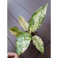 ราคา มะลิลาด่าง/เขียวหมื่นปีด่าง (22267859977)