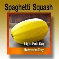 ราคา เมล็ดฟักทองสปาเก็ตตี้ - Spaghetti Squash บรรจุ7 เมล็ด (3877201479)