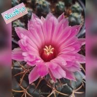 ราคา ช้างแคคตัส ดอกสีชมพูต้นใหญ่(กระถาง3นิ้ว)Coryphantha elephantidens แคคตัส กระบองเพชร (23982846101)