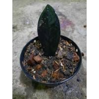 ราคา ต้นกวักมรกตดำ ต้นกวักมรกตนิล ต้นไม้ฟอกอากาศ ต้นไม้มงคล พร้อมกับกระถาง 4 นิ้ว (11537680545)