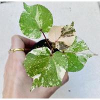 ราคา ☘️ต้นโพธิ์ 7 สี กระถาง 2 นิ้ว (18844635451)