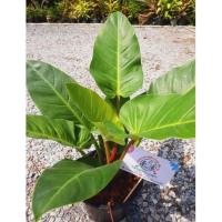 ราคา ไม้มงคลเรียกทรัพย์ ทรัพย์เพิ่มพูน กุมารดำ กุมารแดง กุมารทองเรียกทรัพย์ ฟอร์มใหญ่ (17872537710)