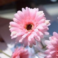 ราคา YTL ดอกเยอบีร่าปลอม เยอบีร่าปลอม เยอบีร่า ดอกเยอบีร่า ดอกไม้ปลอม ดอกไม้ประดิษฐ์ พร้อบถ่ายรูป (25776317428)