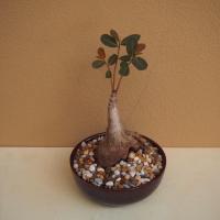 ราคา มะยมเงินมะยมทอง ขนาดเล็ก ต้นไม้มงคลเสริมโชคลาภ เลือกหัวได้ แตกใบแล้ว โพสต์2 (4850436291)