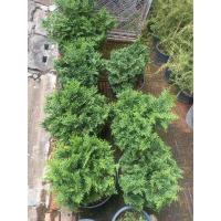 ราคา สนฮิโนกิ ทรงพุ่มหนา ขนาดกระถาง 10 นิ้ว (22946776766)