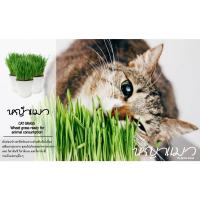 ราคา Cat Grass (Wheat grass) หญ้าแมว ต้นอ่อนข้าวสาลี ออร์แกนิค สำหรับสัตว์เลี้ยง แมว สุนัข กระต่าย (18386379860)