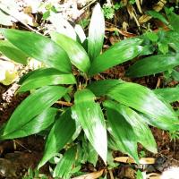 ราคา ว่านพระแม่ธรณี ปลูกหนุนเสริมกิจการงานให้เจริญรุ่งเรือง (27867914986)