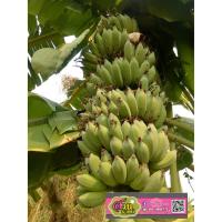 ราคา ขายหน่อกล้วยน้ำว้า(พร้อมขาย)ชุด 2 หน่อ ส่งตรงจากสวนราชินี เหง้าเต็มไม่มีแตก สมบุรณ์เพราะดูแลรดน้ำอย่างดี (4732916425)