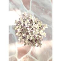 ราคา ต้นริบบิ้นชาลีชมพู ริบบิ้นชาลีชมพู ริบบิ้นชาลี ไม้ประดับ ไม้ใบเล็ก (12027730477)