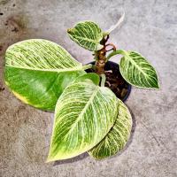 ราคา ฟิโลเดนดรอนเบอร์กิ้นด่าง Philodendron birkin ด่างสามสี ด่างลงก้าน. (ได้ต้นตามภาพ) (20434634399)