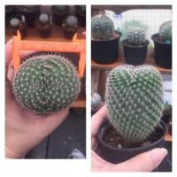 ราคา แมมแม่เฒ่าสวยๆใหญ่ๆๆ (6456565025)