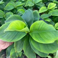 ราคา กล้วยหอมแคระ กระถาง 5.5 นิ้ว ต้นกล้วย โตจริง สูง 1-2 เมตร มีลูก(ต้นไม้ส่งทั้งกระถาง) (23974769085)