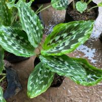 ราคา ว่านนกคุ้ม ว่านคุ้มภัย #ไม้มงคล #ไม้ร่มรำไร (4444672109)