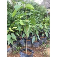 ราคา พันธุ์ไม้ต้นมะฮอกกานีใบใหญ่ ขั้นต่ำ 2 ต้น (4376281818)