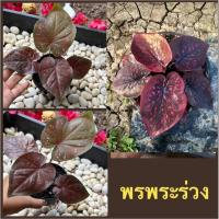 ราคา บอนสี นามว่า พรพระร่วง ฟอร์มสวยๆจัดส่งทั้งกระถาง (10491086253)